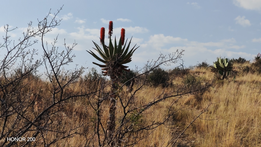 0 Bedroom Property for Sale in Cradock Eastern Cape